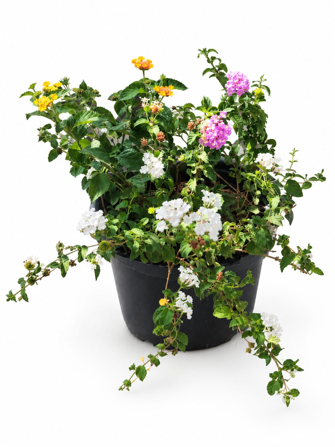 Lantana Multicolor لانتانا متعددة الألوان