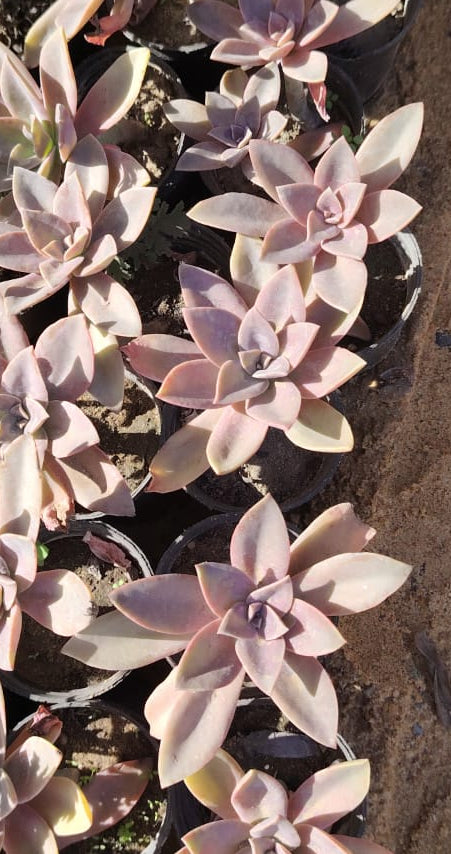 Echeveria 'Taurus' (صبار سيدم)