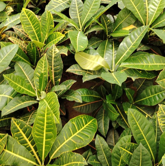 Sanchezia (سنكيزيا)