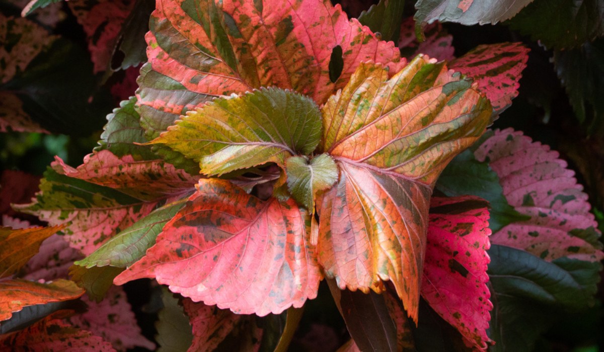 Acalypha (اكاليفا)