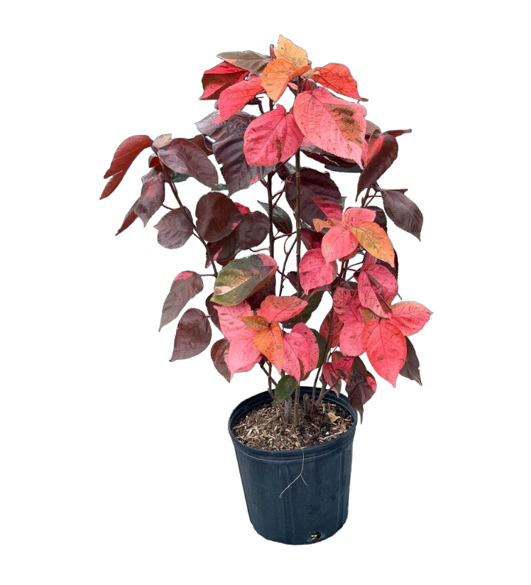 Acalypha (اكاليفا)