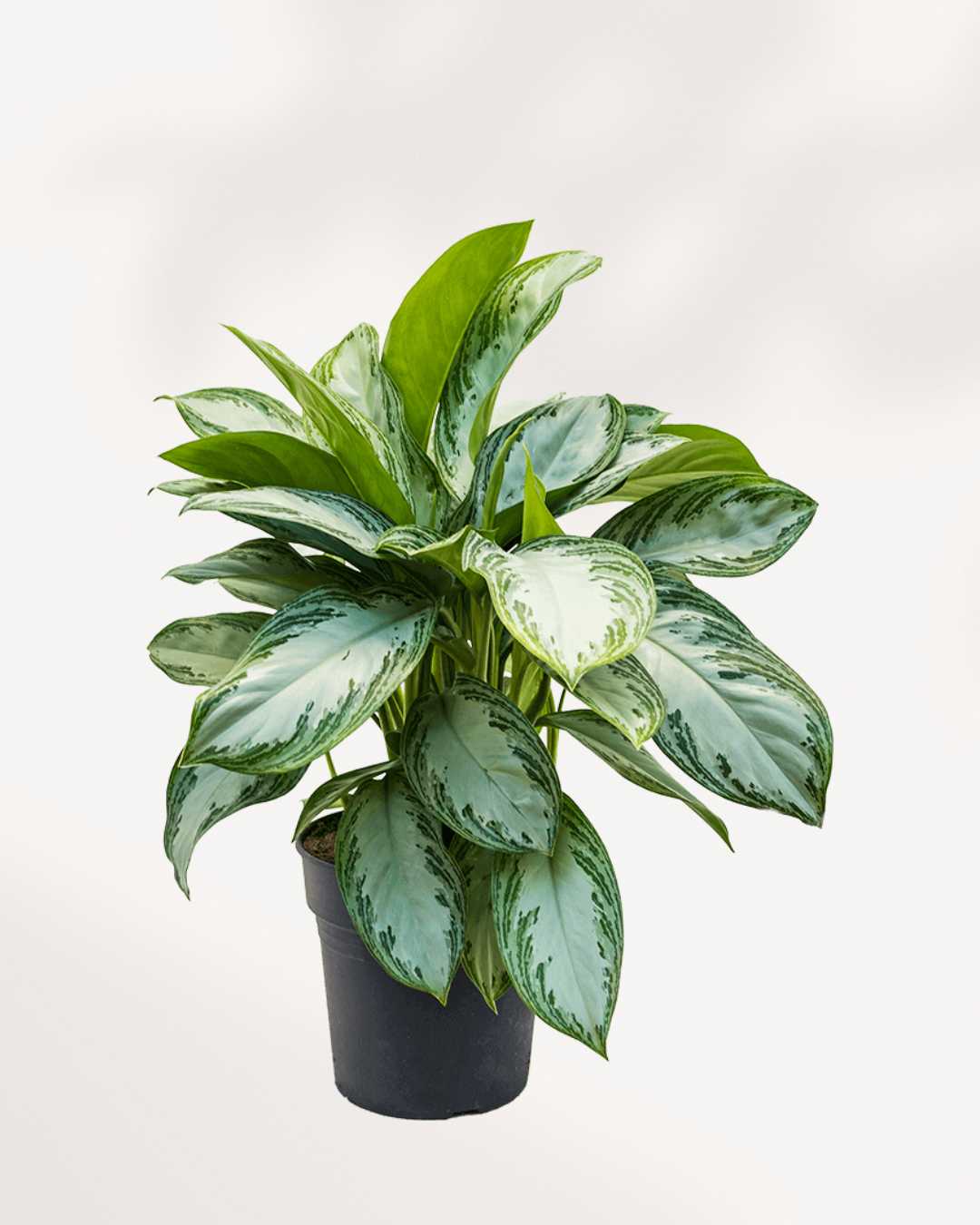 Aglaonema (أجلونيما)
