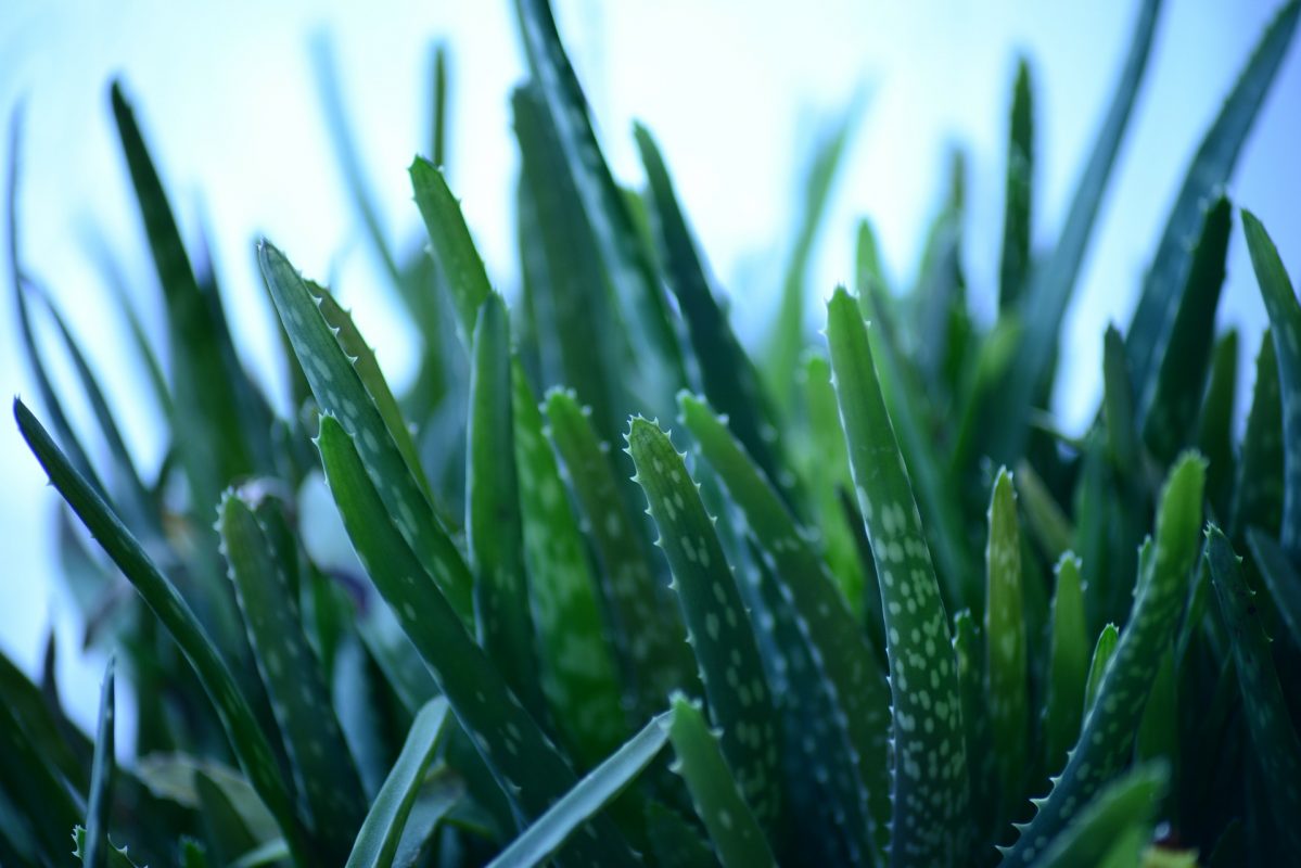 Aloe vera (صبار الوفيرا)