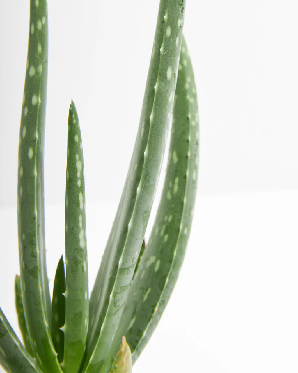 Aloe vera (صبار الوفيرا)