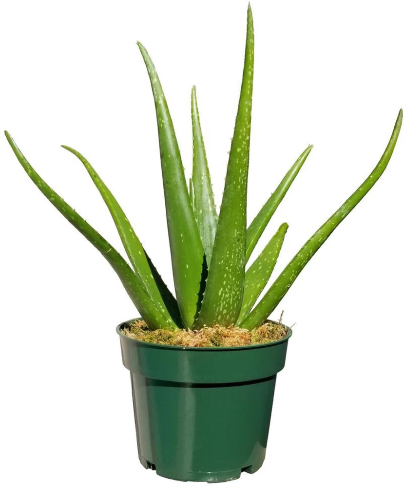 Aloe vera (صبار الوفيرا)