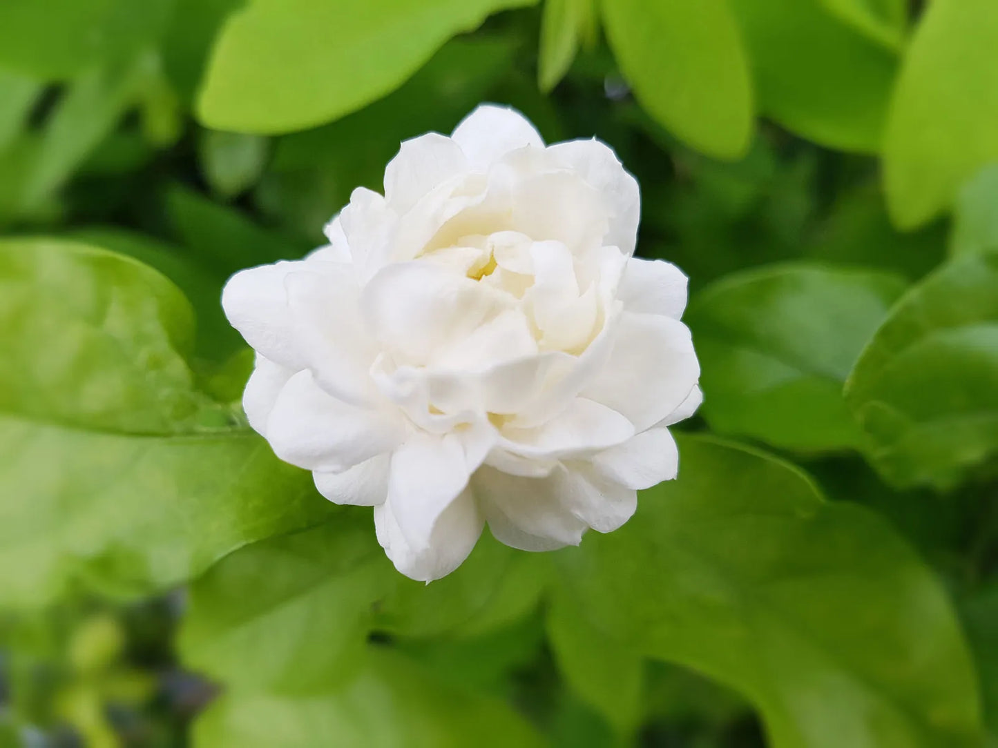 Arabian Jasmine (الفل البلدي)