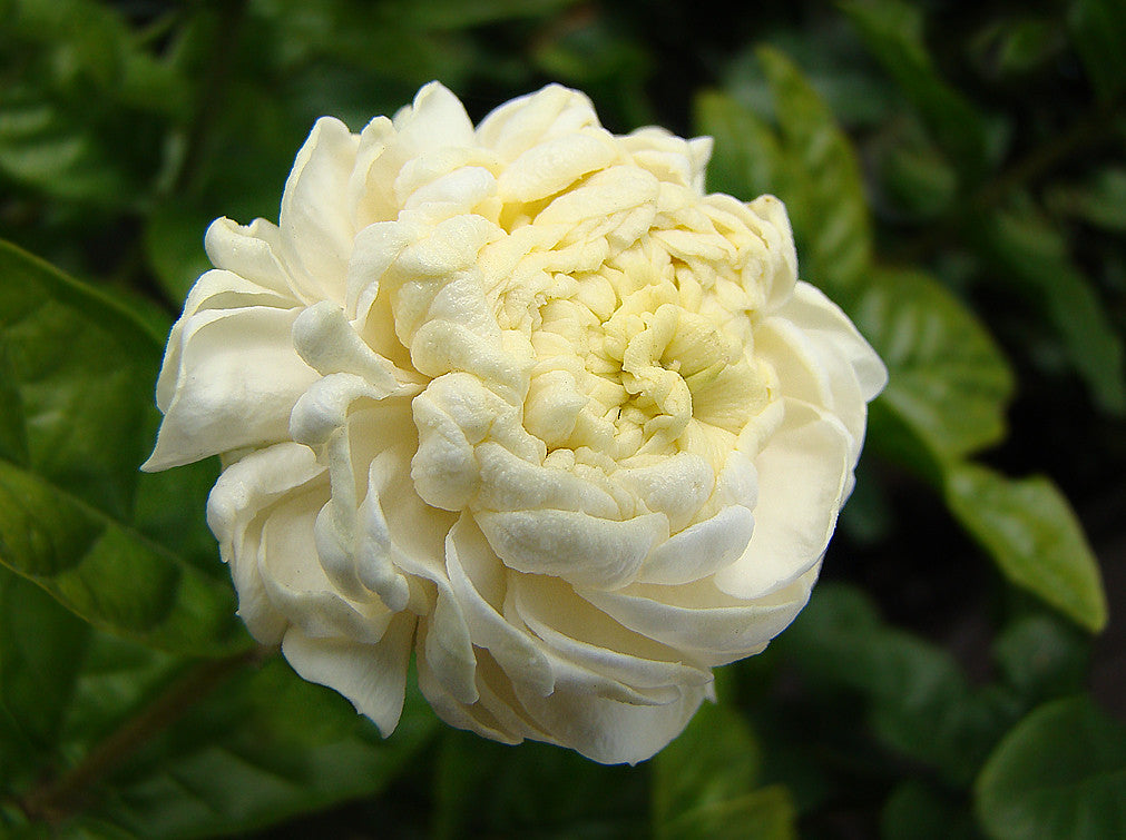 Arabian Jasmine (الفل البلدي)