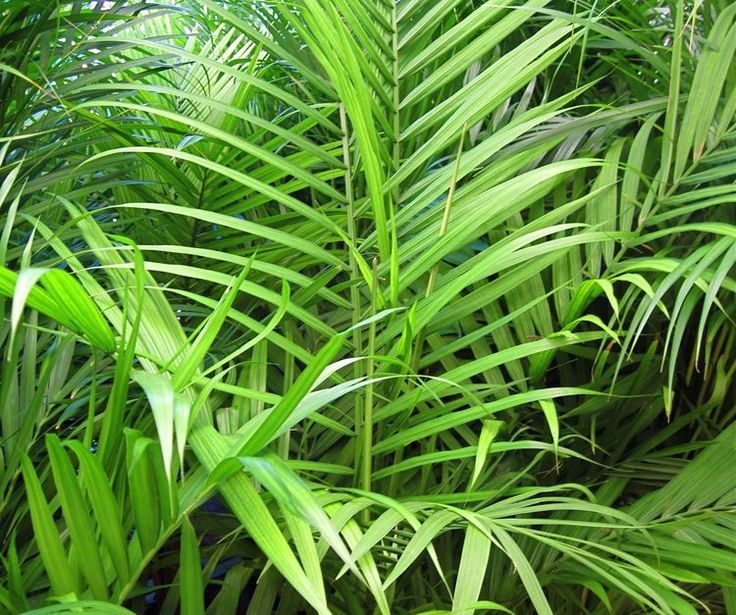 Areca Palm (أريكا صفراء)