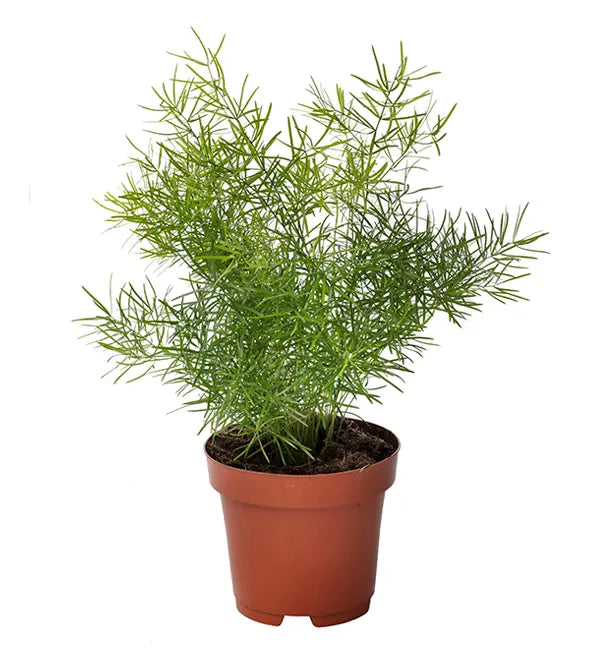 Asparagus Sprengeri (أسبرجس خشن)