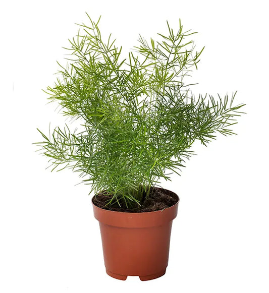Asparagus Sprengeri (أسبرجس خشن)