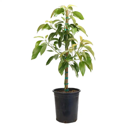 Avocado Tree (شجرة افوكادو)