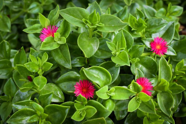 Aptenia Cordifolia- Baby Sun Rose (صبار حي علم)