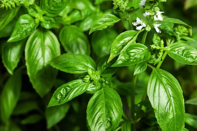 Basil (ريحان)