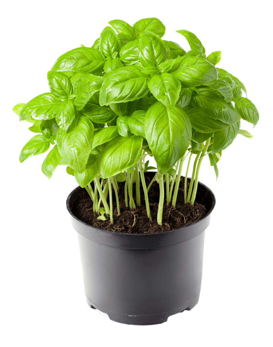 Basil (ريحان)