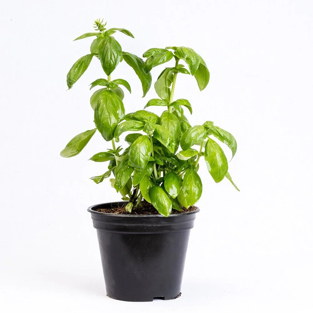 Basil (ريحان)