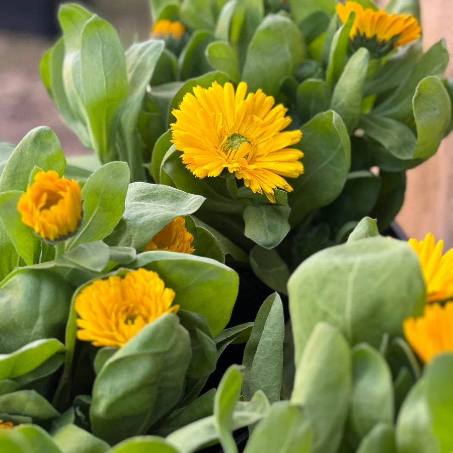 Pot Marigold (الأقحوان)