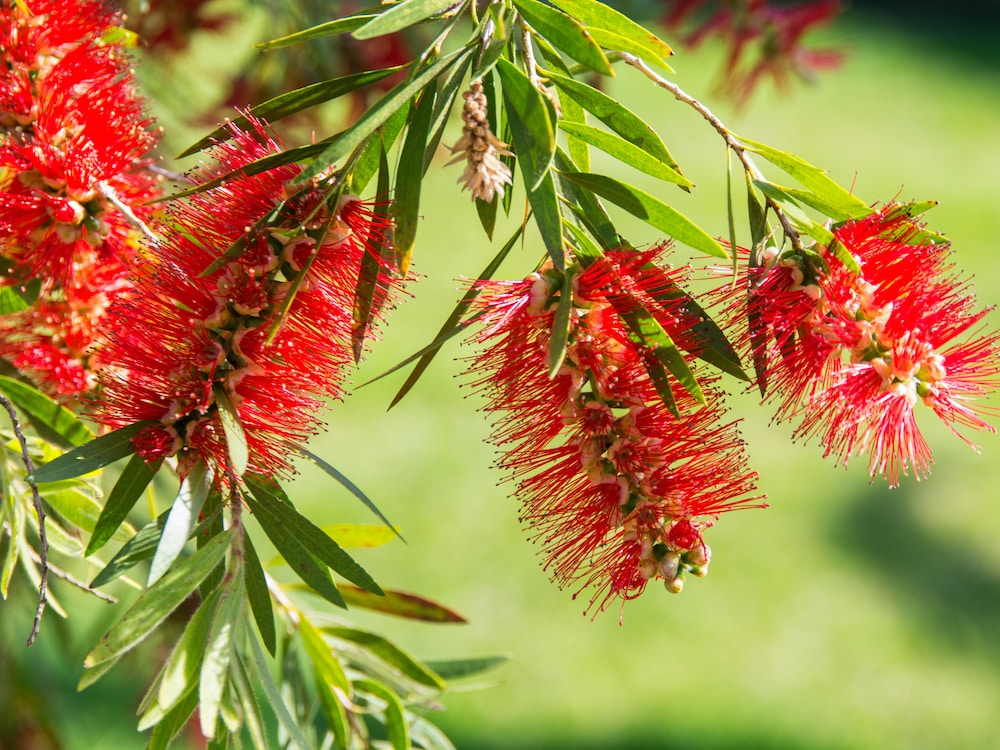 Callistemon viminalis (فرشة الزجاج)