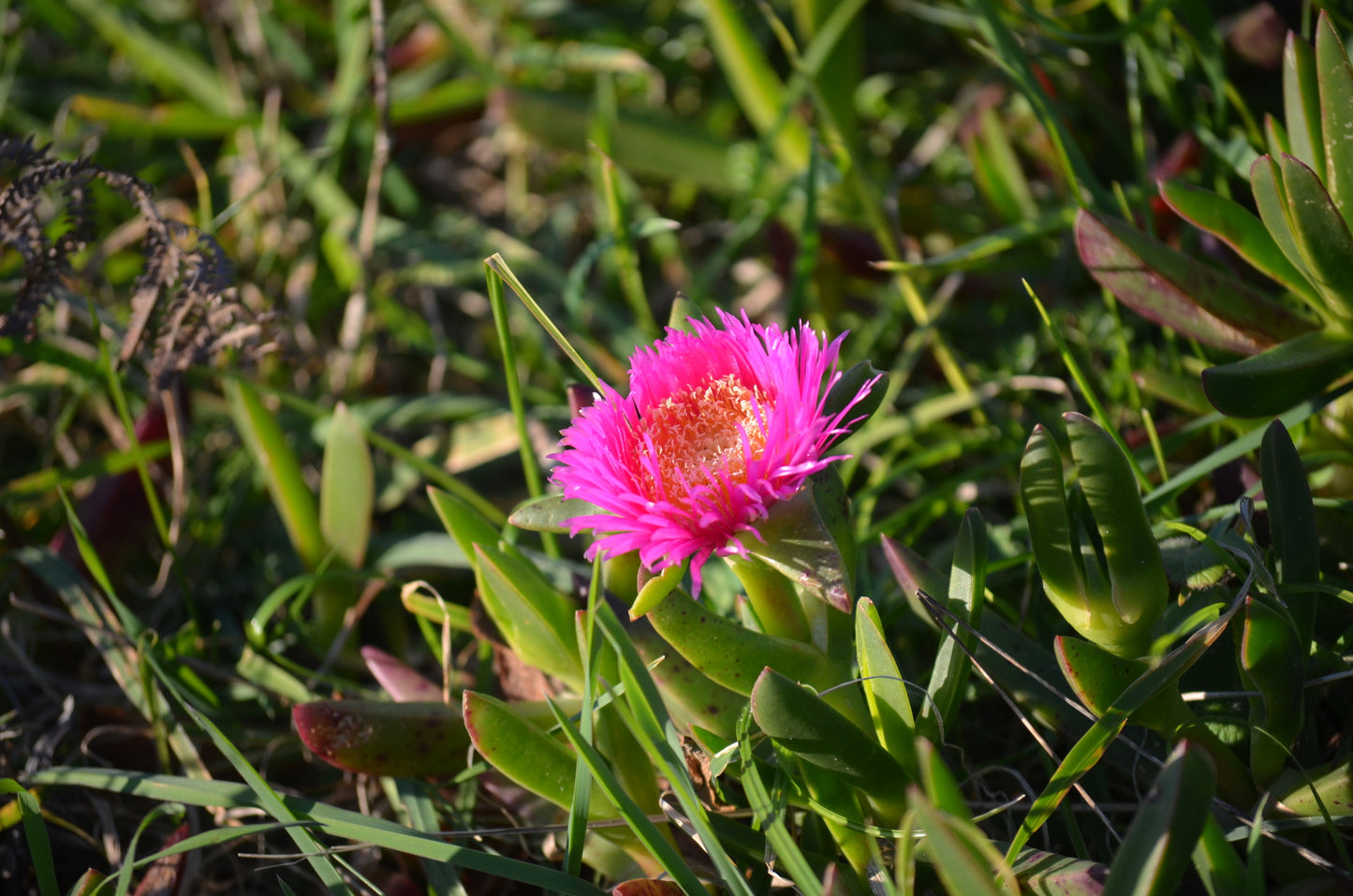 Carpobrotus Edulis (صبار مبرد)