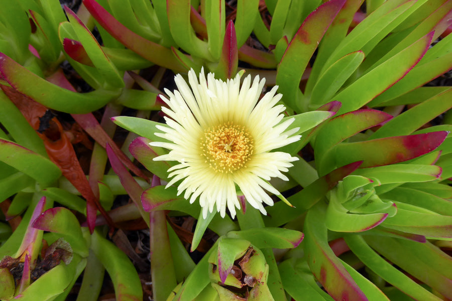 Carpobrotus Edulis (صبار مبرد)