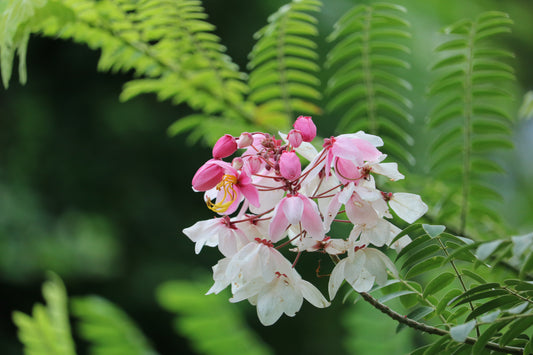 Cassia Nodoza (شجرة كاسيا نودوزا)