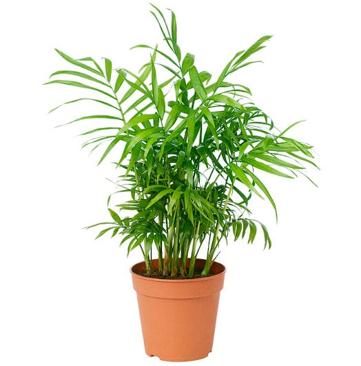 Chamaedorea elegans (شامادوريا) - Shatla Sky