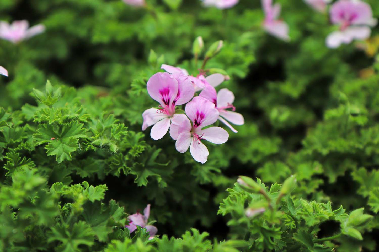 Citronella plant (عطر بلدي)