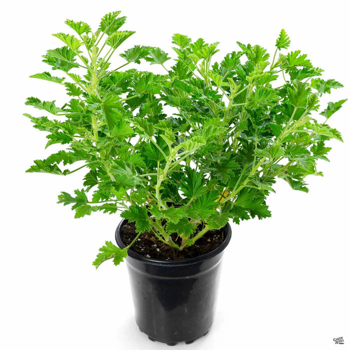 Citronella plant (عطر بلدي)