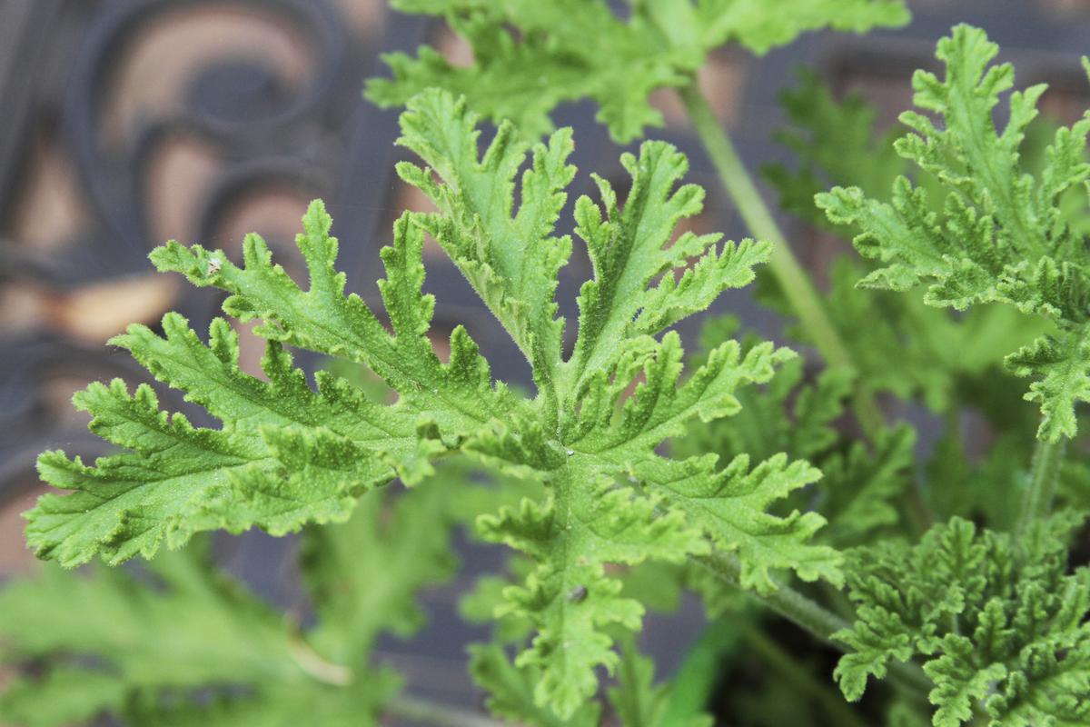 Citronella plant (عطر بلدي)