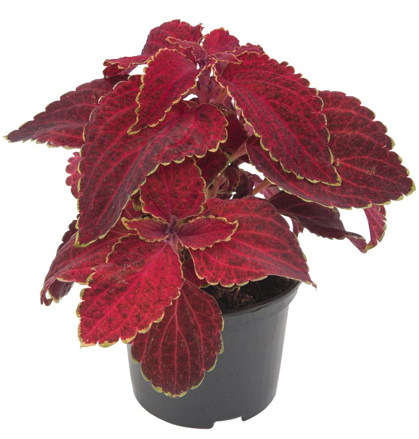 Indoor Coleus كاليوس داخلي
