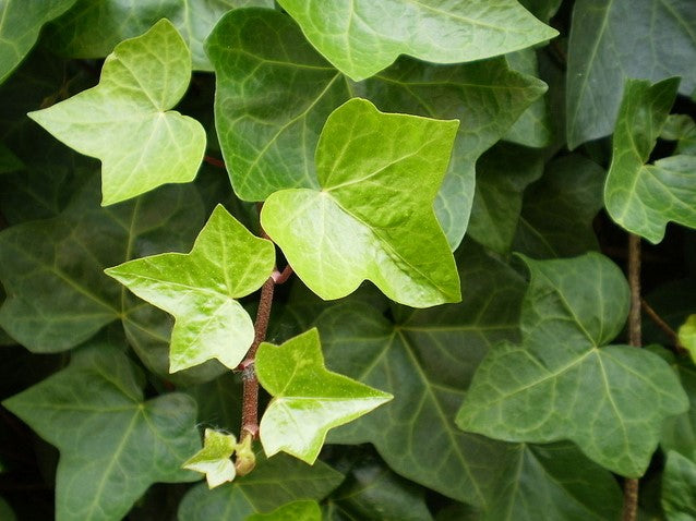 Common ivy (Hydra) (هيدرا)