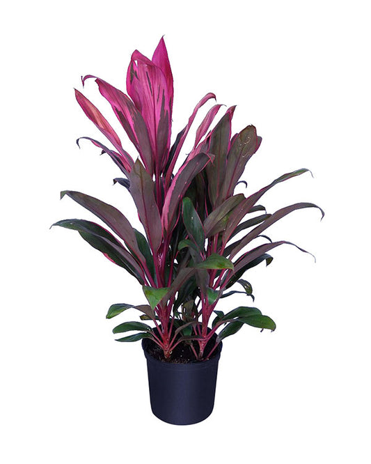 Cordyline (كوردالين)