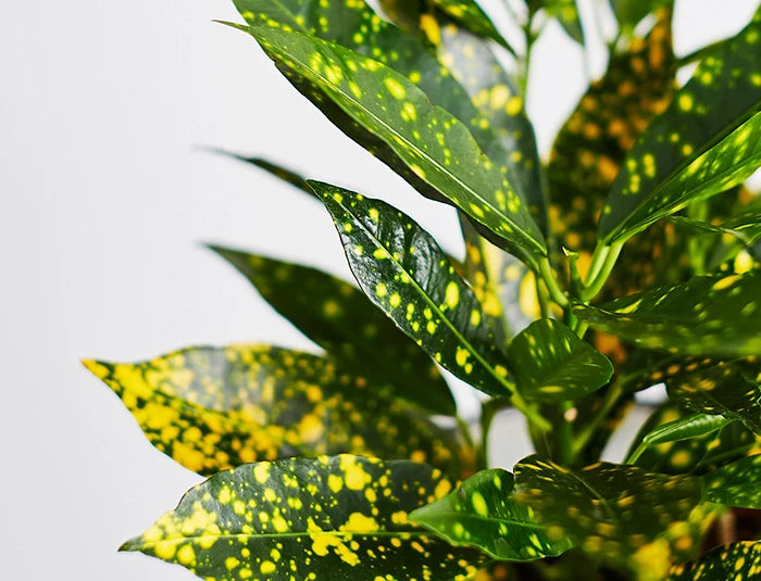 Croton Gold Dust (كروتون عدسي)