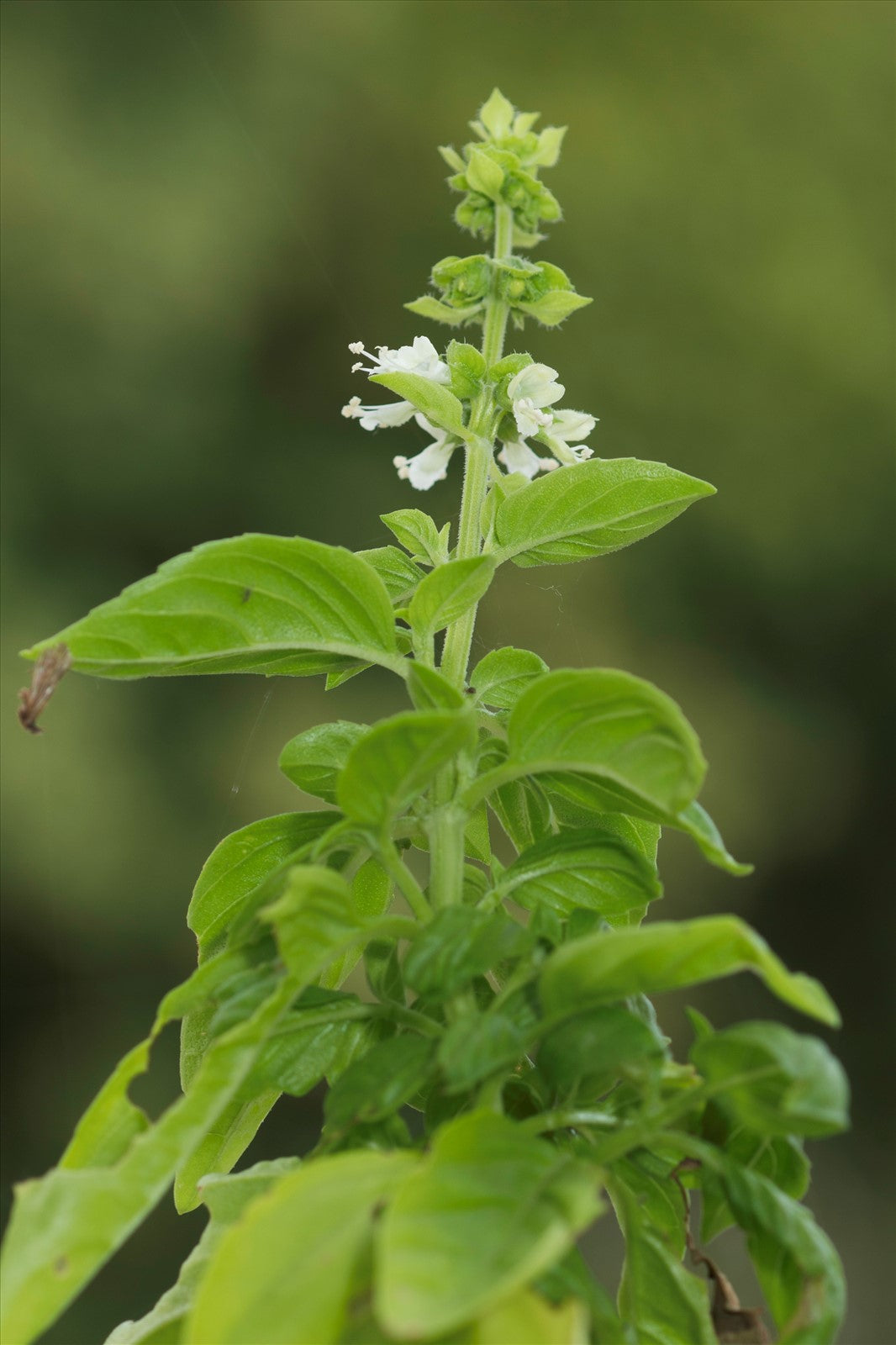 Ocimum (الريحان البلدي) - Shatla Sky