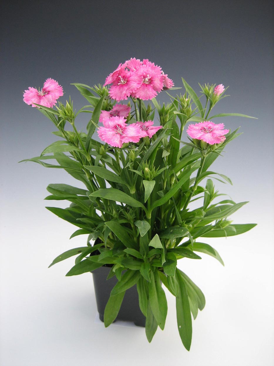 Dianthus (قرنفل)