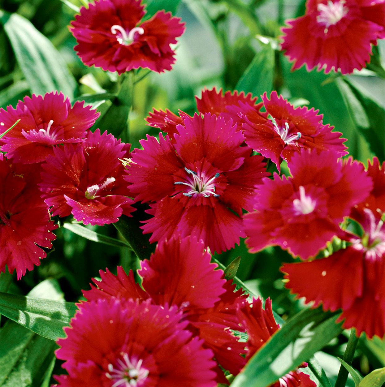 Dianthus (قرنفل)