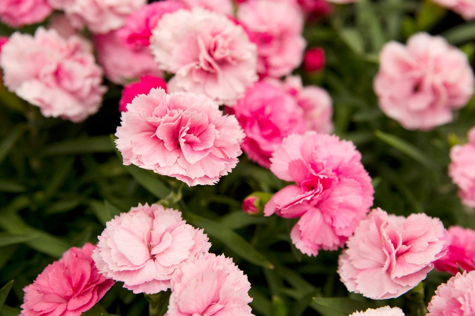 Dianthus (قرنفل)