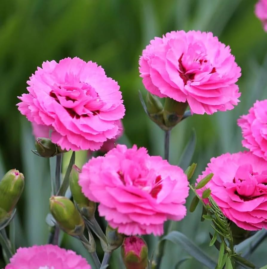 Dianthus (قرنفل)