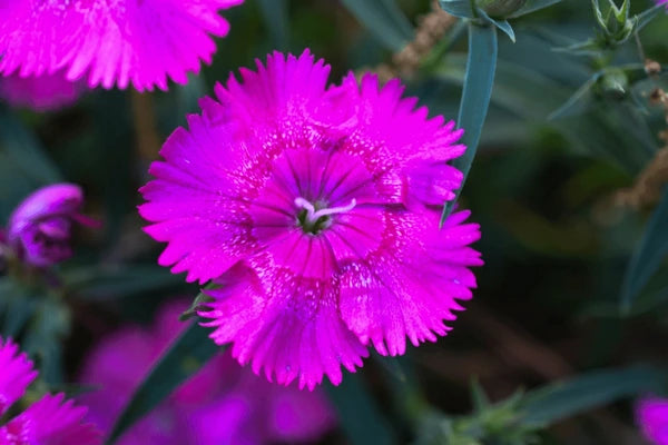 Dianthus (قرنفل)