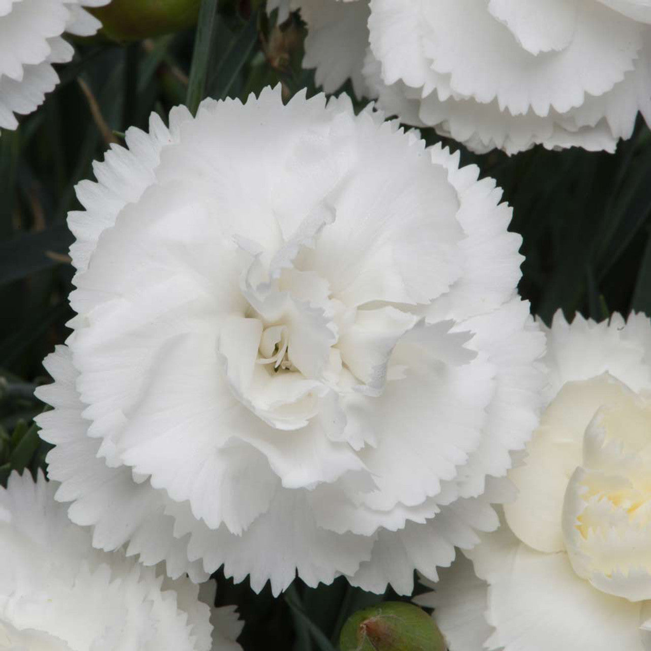 Dianthus (قرنفل)