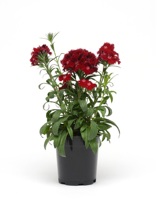 Dianthus (قرنفل)