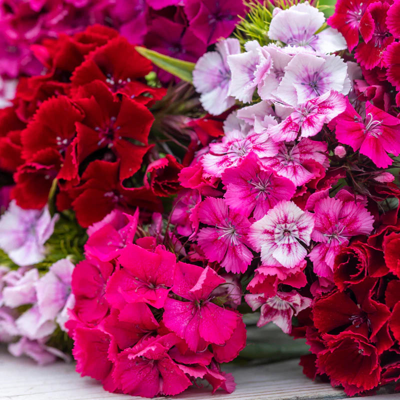 Dianthus (قرنفل)