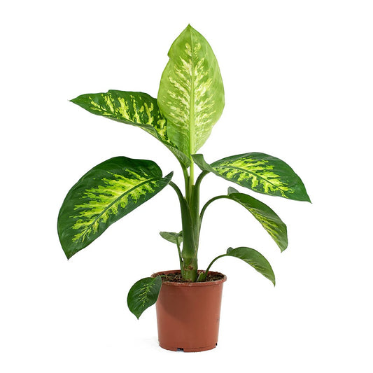 Dieffenbachia (الديفنباخيا)