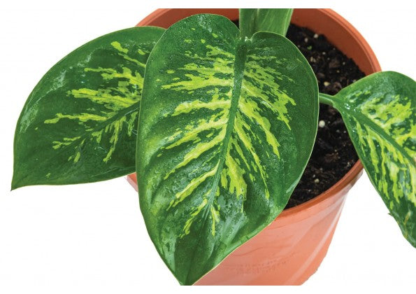 Dieffenbachia (الديفنباخيا)