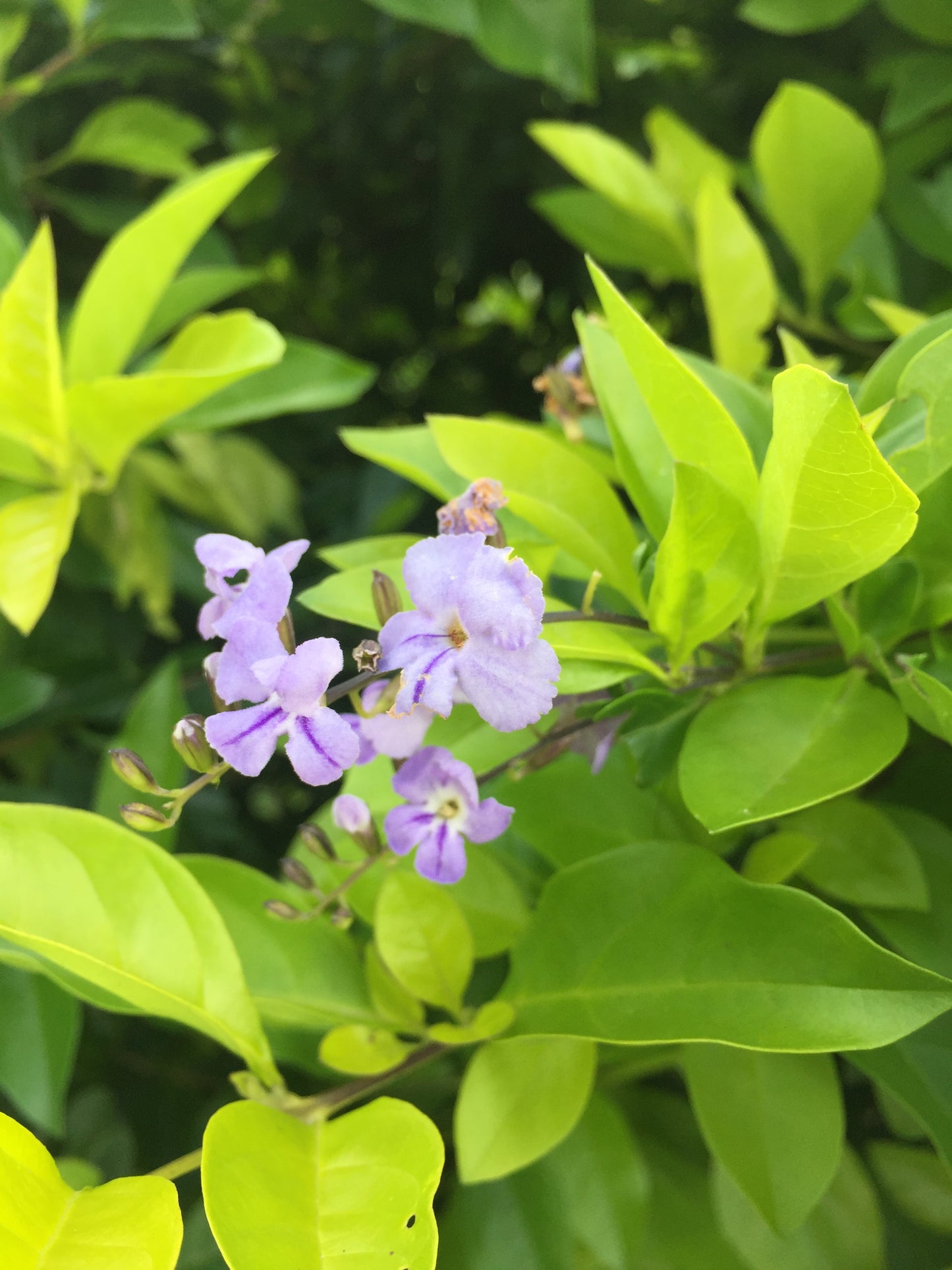 Duranta Lemon (دورانتا ليمون)