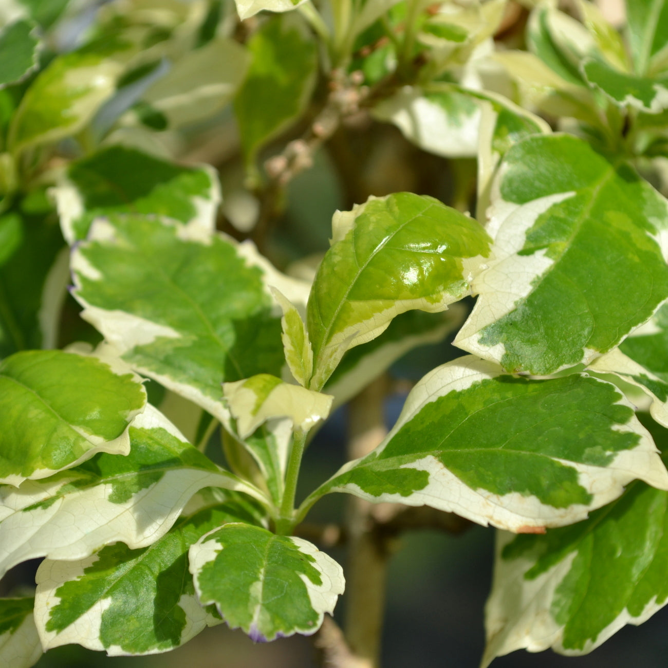 Duranta Variegata (دورنتا مبرقش)