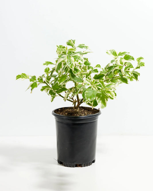 Duranta Variegata (دورنتا مبرقش)