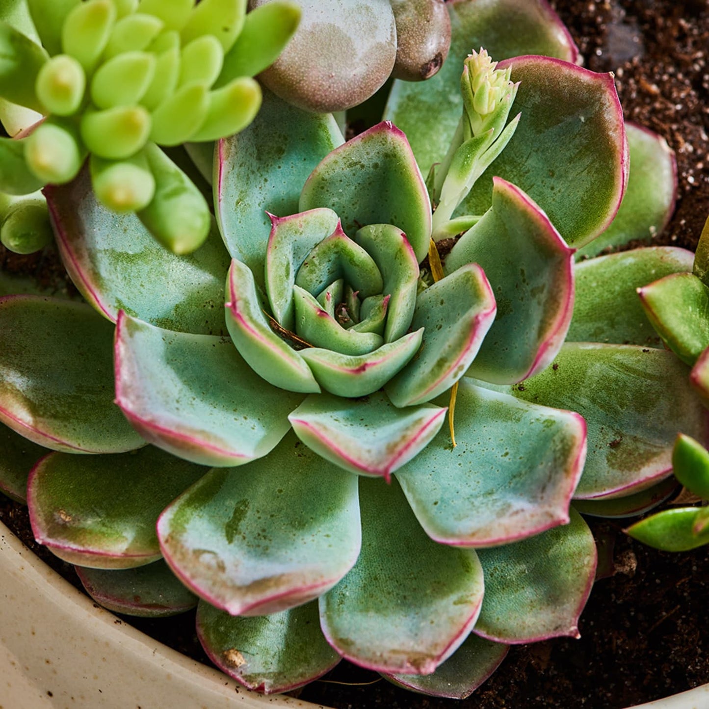 Echeveria (صبار ايشفيريا)