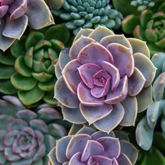 Echeveria (صبار ايشفيريا)