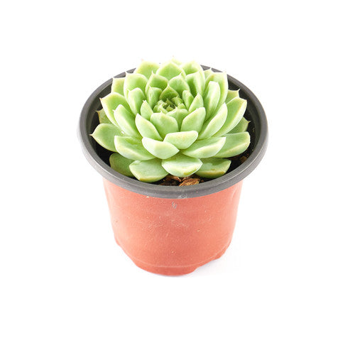 Echeveria (صبار ايشفيريا)