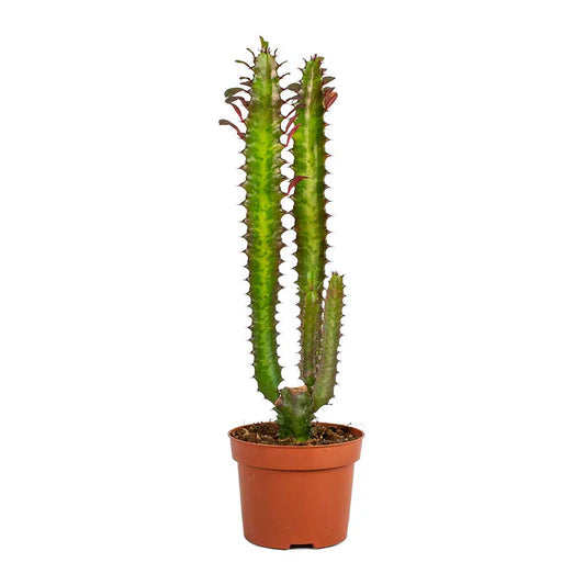 Euphorbia trigona (صبار شمعدان)